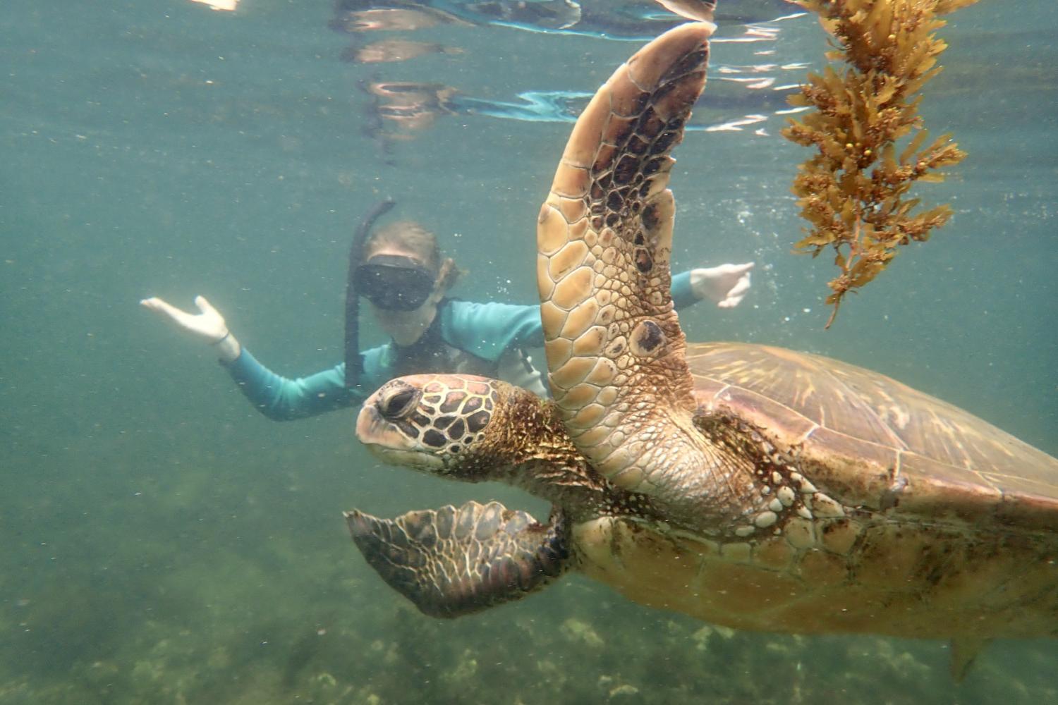 一名<a href='http://frmn3.hataselektrik.com'>全球十大赌钱排行app</a>学生在Galápagos群岛游学途中与一只巨龟游泳.